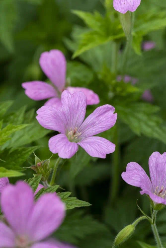 Bodziszek oksfordzki Rose Clair Geranium x oxonianum