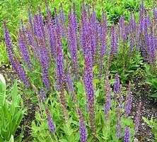 Szałwia omszona Ostfriesland Salvia nemorosa 9
