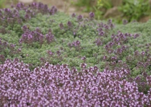 Macierzanka wczesna Pseudolanuginosus Thymus Praecox