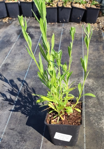 Gaura Gaura lindheimeri