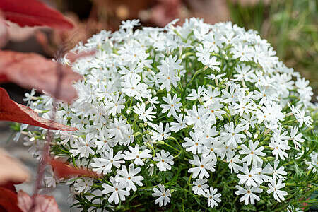 Floks szydlasty Snowflake Phlox subulata 9