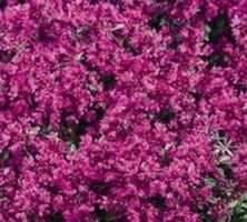 Macierzanka wczesna Red Carpet Thymus Praecox