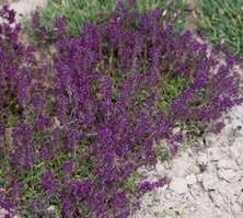 Macierzanka wczesna Ruby Glow Thymus Praecox 9