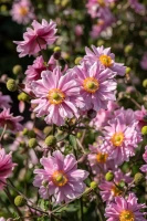 Zawilec Garden Breeze Whirlwind Pink Anemone Hybrida 
