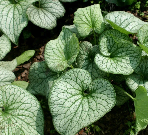 Brunnera wielkolistna Aleksander's Great Brunnera Macrophylla 1l