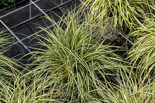 Turzyca oszimska Moonlight VF Carex oshimensis 1l
