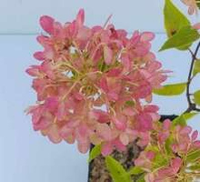 Hortensja bukietowa Little Fresco Hydrangea paniculata 1l