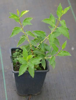 Jaśminowiec Innocence Philadelphus 1l