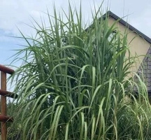 Miskant Olbrzymi Miscanthus Giganteus 1l