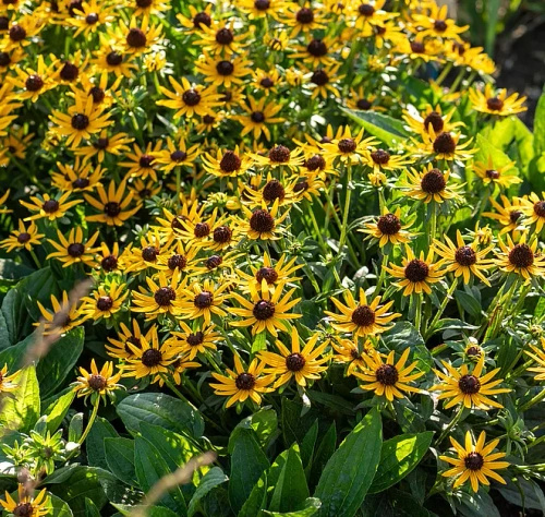Rudbekia Błyskotliwa Sun Ka Ching Rudbeckia Fulgida