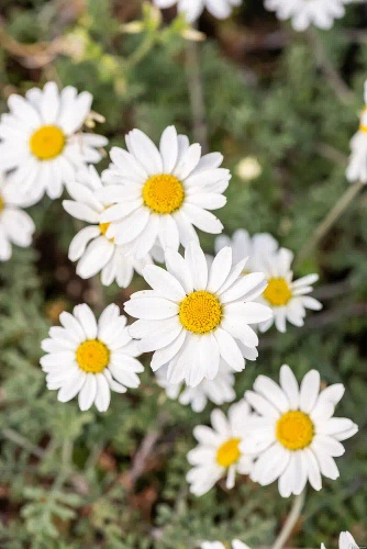 Rumian karpacki Karpatenschnee Anthemis carpatica