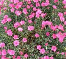 Goździk siny Dianthus gratianopolitanus 9