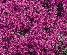 Macierzanka wczesna Red Carpet Thymus Praecox