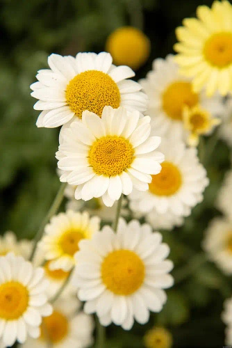 Rumian żółty Sauce Hollandaise Anthemis tinctoria