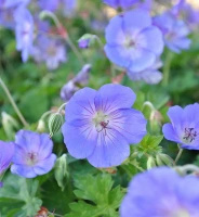 Bodziszek Rozanne Geranium hybrids