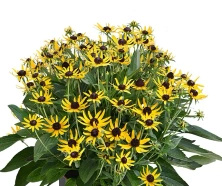 Rudbekia Błyskotliwa Sun Ka Ching Rudbeckia Fulgida