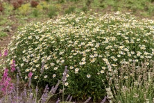 Aster letni Kalimeris wciętolistna Madiva Kalimeris incisa