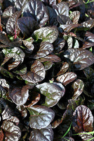 Dąbrówka rozłogowa Mahogany Ajuga Reptans