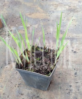 Irys Syberyjski Iris Sibirica 1l