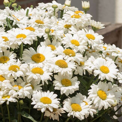 Złocień Wielki Sweet Daisy Jane Leucanthemum Maximum 9