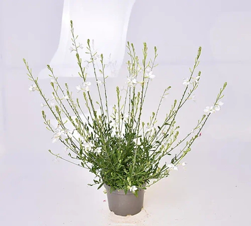 Gaura Snowbird Gaura lindheimeri 1l