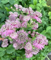 Jarzmianka większa Cerise Button Astrantia Major 9-1l