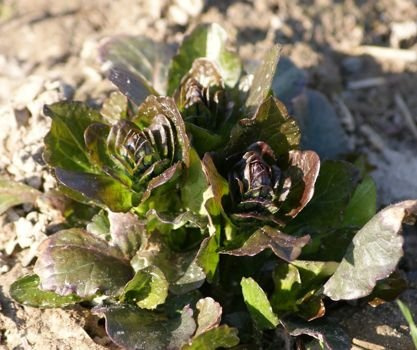 Dąbrówka rozłogowa Catlin's Giant Ajuga Reptans