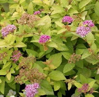 Tawuła japońska Golden Princess Spiraea japonica 1l