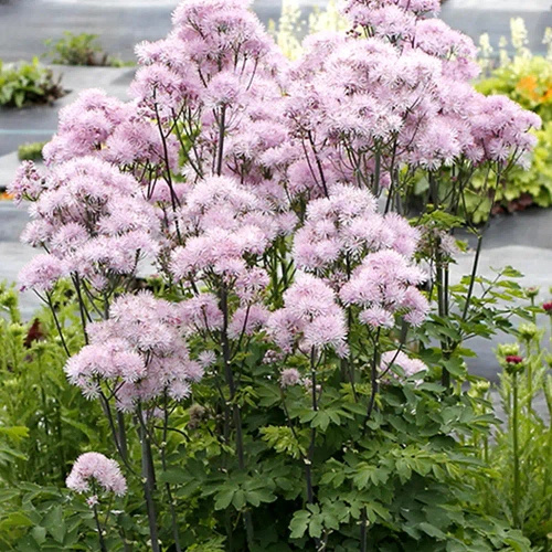 Rutewka Orlikolistna Nimbus Pink Thalictrum Aqulegiifolium 