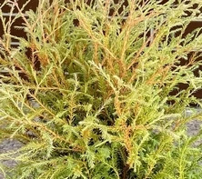 Żywotnik Zachodni Mr. Bowling Ball Thuja Occidentalis 1l