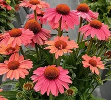 Jeżówka Meditation Cerise Echinacea 0,5l