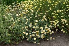 Rumian żółty Sauce Hollandaise Anthemis tinctoria