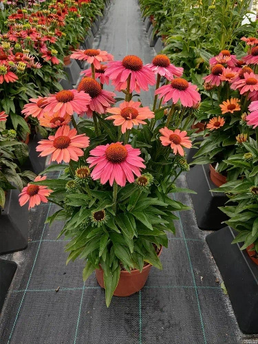 Jeżówka Meditation Cerise Echinacea 0,5l