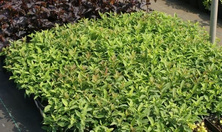 Tawuła japońska Genpei Shirobana Spiraea japonica 9-1l