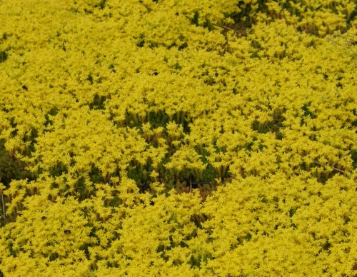 Rozchodnik ościsty Sedum refleksum (rupestre)