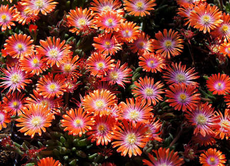 Delosperma Jewel of Desert Sunstone Delosperma cooperi 