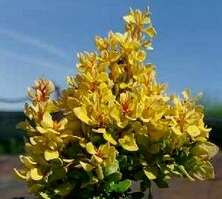 Berberys Thunberga Goldalita Berberis Thunbergii 1l