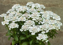 Ubiorek wiecznie zielony Masterpiece Iberis sempervirens