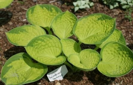 Funkia Rainforest Sunrise Hosta  2l