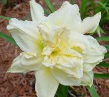 Liliowiec Schnickel Fritz Hemerocallis hybrida 1-2l