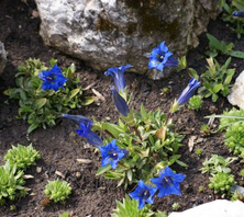 Goryczka siedmiodzielna Gentiana septemfida lagodechiana 9