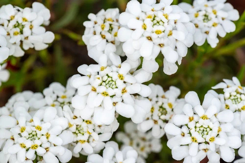 Ubiorek wiecznie zielony Weisser Zwerg Iberis Sempervirens
