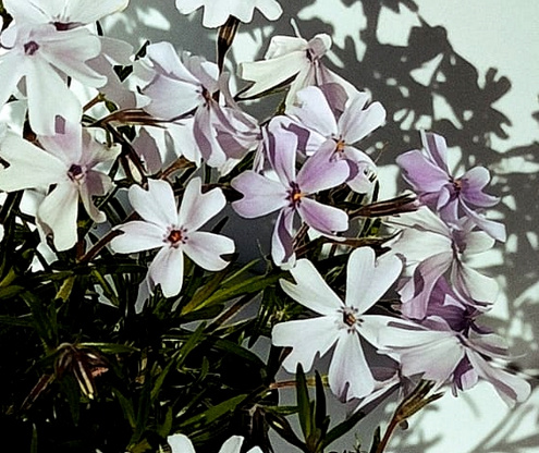 Floks Szydlasty Emerald Cushion Blue  Phlox subulata 9