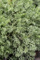 Rumian karpacki Karpatenschnee Anthemis carpatica