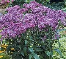Sadziec purpurowy  Baby Joe Eupatorium purpureum 0,5 - 1l
