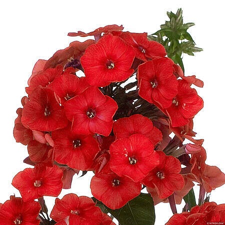 Floks, Płomyk Flame Red Phlox Paniculata 9