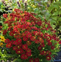 Dzielżan Jesienny Ranchera Helenium Autumnale 1l