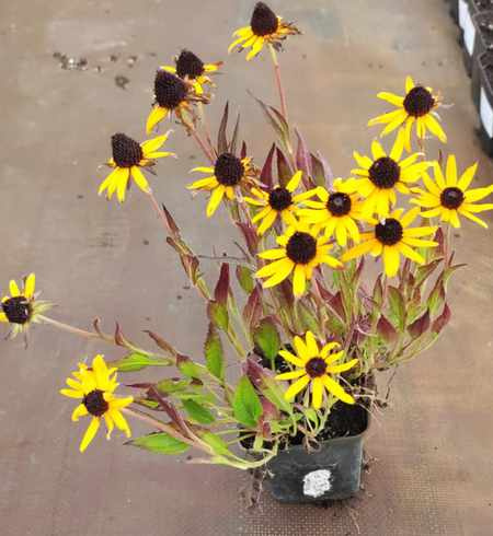 Rudbekia Błyskotliwa Little Goldstar Rudbeckia Fulgida 9