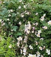 Zawilec pajęczynowaty Robustissima Anemone tomentosa