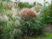 Miskant Chiński Polonus Miscanthus Sinensis1l